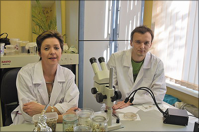 В биолаборатории Ю. А. Сергеевой идет работа над новым,перспективным для Сибири энтомофагом – яйцеедом