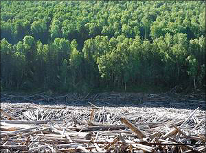 По оценке экспертов, объем ежегодно всплывающей древесины на Богучанском водохранилище составит до 1 млн м3 в год