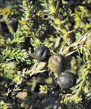 Можжевельник Фаржа (juniperus fargesii) 