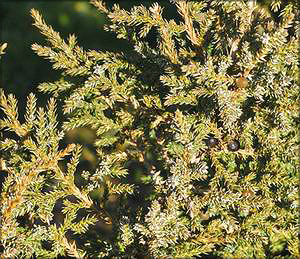  Можжевельник Фаржа (juniperus fargesii) 