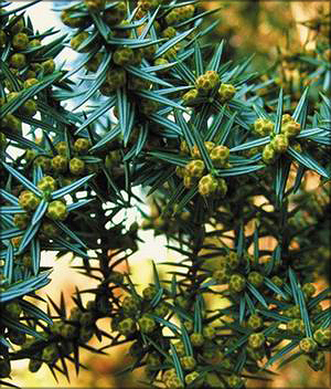 Можжевельник кедровый (juniperus cedrus)