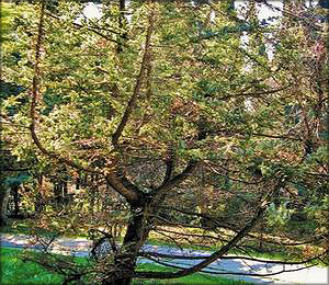  Можжевельник кедровый (juniperus cedrus)