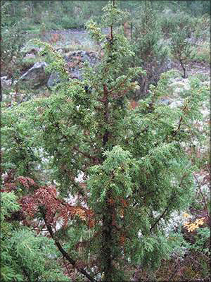  Можжевельник обыкновенный (juniperus communis)