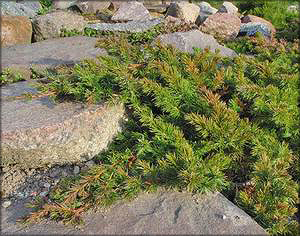 Можжевельник прибрежный (скученный) (juniperus conferta)