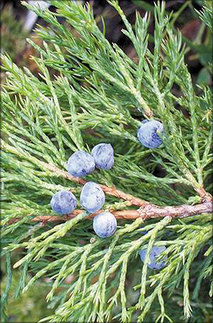  Можжевельник даурский (juniperus davurica)