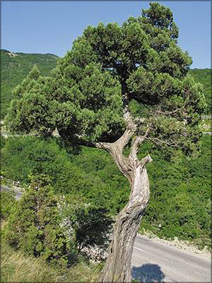 Можжевельник высокий (juniperus excelsa)