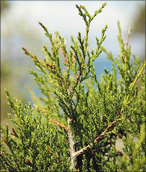 Можжевельник вонючий (juniperus foetidissima)