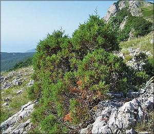  Можжевельник вонючий (juniperus foetidissima)