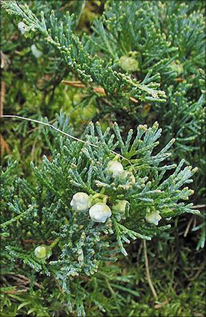 Можжевельник распростертый (juniperus horizontalis)