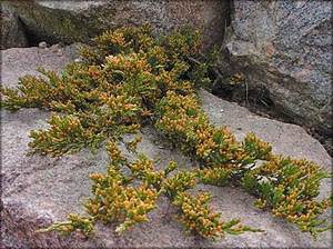  Можжевельник распростертый (juniperus horizontalis)