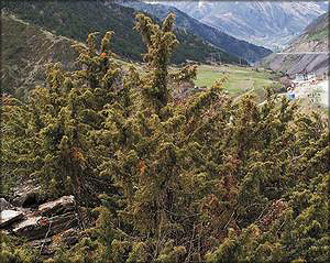 Можжевельник длиннослистный (juniperus oblonga)