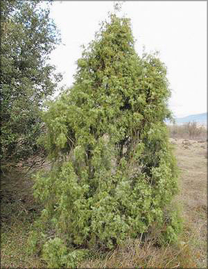 Можжевельник красный (juniperus oxycedrus)
