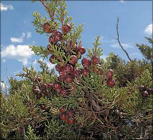Можжевельник красноплодный (juniperus phoenicea)
