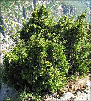 Можжевельник красноплодный (juniperus phoenicea)