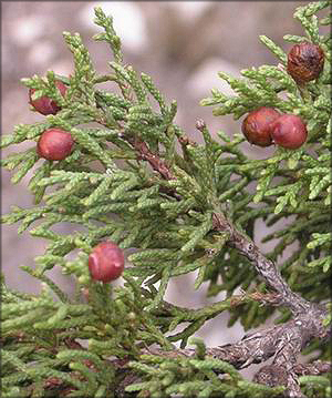 Можжевельник Пинчота (juniperus pinchotii)
