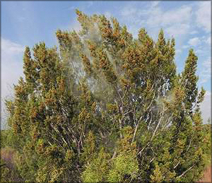 Можжевельник Пинчота (juniperus pinchotii)