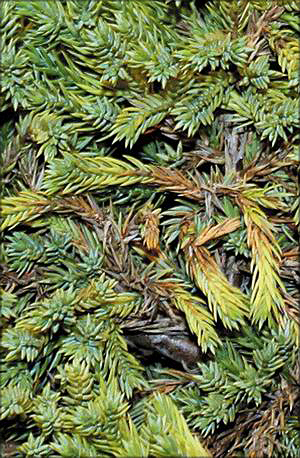 Можжевельник лежачий (juniperus procumbens)