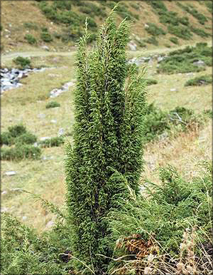 Можжевельник ложноказацкий (juniperus pseudosabina)