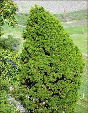 Можжевельник твердый (juniperus rigida)
