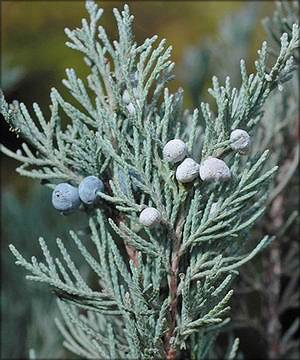 Можжевельник скальный (juniperus scopulorum) 