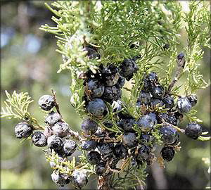 Можжевельник зеравшанский (juniperus serav-schanica)
