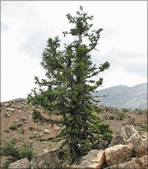 Можжевельник зеравшанский (juniperus serav-schanica)
