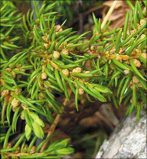 Можжевельник сибирский (juniperus Sibirica)