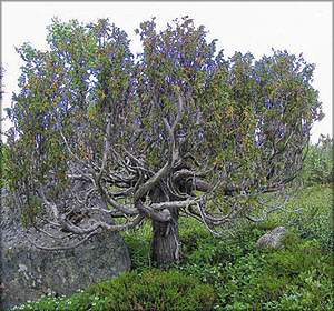 Можжевельник сибирский (juniperus Sibirica)