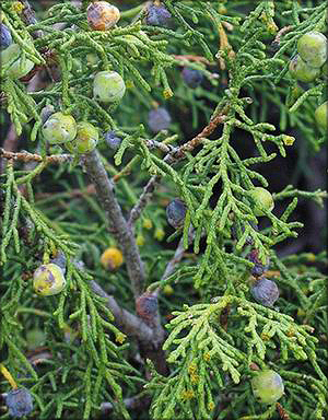 Можжевельник туркестанский (juniperus turkestanica)