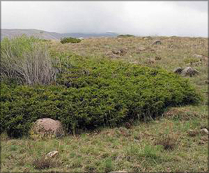 Можжевельник туркестанский (juniperus turkestanica)