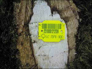 Рис. 9. Маркировочная бирка на дереве, отведенном в рубку