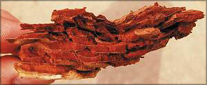 Рис. 9. Вид фрагмента отделенного пробкового слоя при реализации селективной окорки