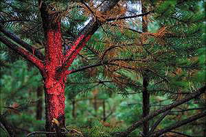 Деревья, отмеченные красной краской, – низкокачественные, с аномальным ростом, предназначенные для первой некоммерческой рубки