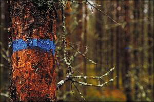 Деревья, отмеченные синей краской, – потенциальный прирост