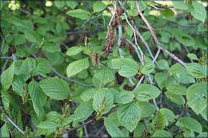 Ольха маньчжурская (Alnus manshurica) 
