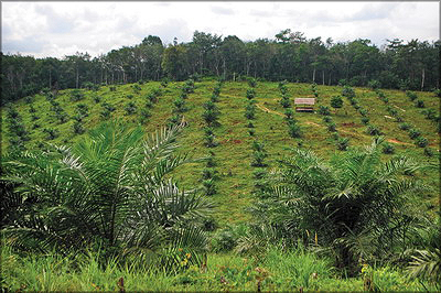 Плантация масличной пальмы. Джамби, Индонезия