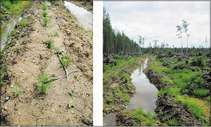 Фото 2. Культуры на влажных почвах. Успешное искусственное лесовосстановление возможно только при дополнительных затратах на осушение вырубки