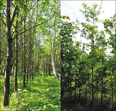 Фото 6. Молодые насаждения дуба на участках: слева – в Тетюшском лесхозе (возраст насаждений – 27 лет), справа – в Кайбицком лесхозе (10 лет), май-июнь 2016 года
