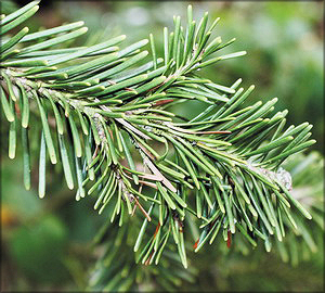 Пихта аризонская (Abies lasiocarpa var. arizonica (Merriam) Lemmon)