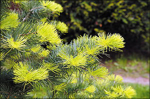 Пихта одноцветная (Abies concolor (Gordon & Glend.)  Lindl. ex Hindebr.)