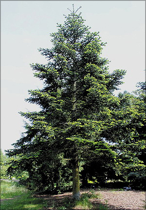 Пихта алжирская (Abies numidica de Lannoy ex Carrière)