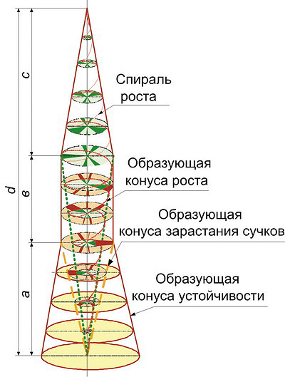 Рис. 2. Структурно-морфологическая модель ствола дерева по С. П. Исаеву 