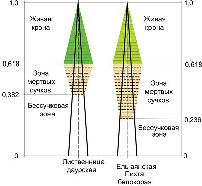Рис. 3. Геометрические модели распределения качественных зон по длине стволов деревьев по С. П. Исаев