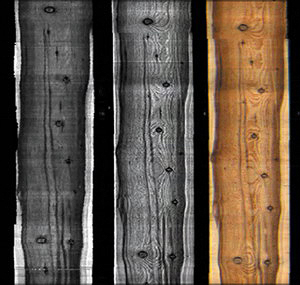 Рис. 1. Оценка внешних характеристик древесины