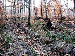 Экологические нарушения в Беловежской пуще, связанные с искусственной посадкой в местах, где ранее рос реликтовый естественный лес