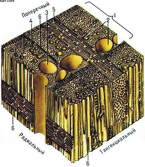 Схема микроскопического строения древесины лиственных пород