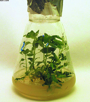 Растения – регенеранты осины, полученные методом микроклонирования