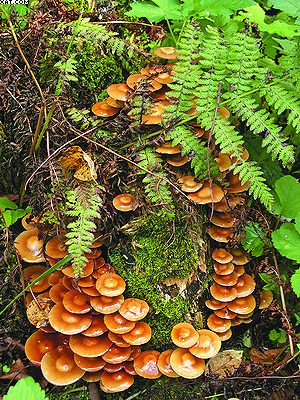 Плодовые тела дереворазрушающих грибов в природе