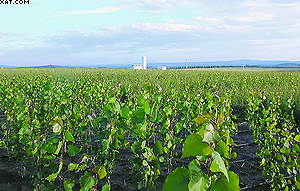 Рис. 3. Быстрорастущая плантация тополя в Европе