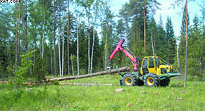 Лесной трактор LKT-82 на трелевке хлыстов